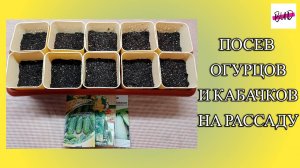 ПОСЕВ ОГУРЦОВ И КАБАЧКОВ НА РАССАДУ 2025. СОРТА И ГИБРИДЫ.
