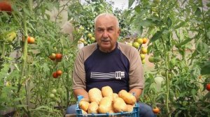 Дачные секреты. Когда начинать уборку картофеля и нужно ли скашивать ботву