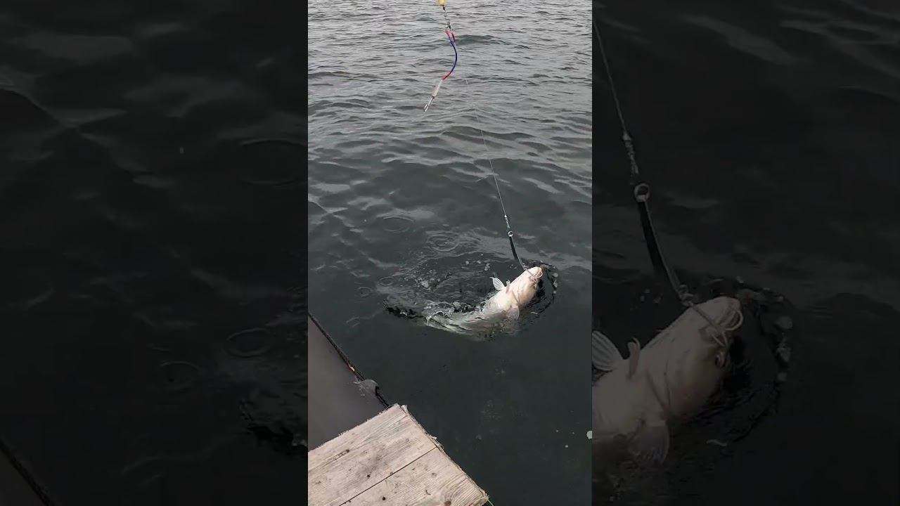 Норвежская Треска В море #рыбалка #fishing #рыба #fish