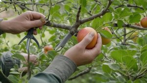 Как размножить сливу корневой порослью подробное руководство - Деревья