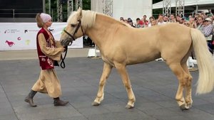 Татарская порода лошади: вы когда-нибудь слышали о такой породе? я впервые!