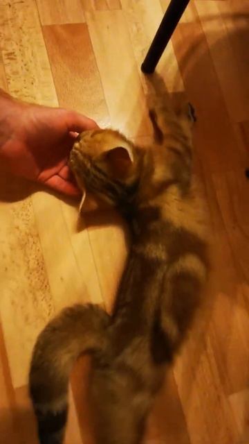 Британская Шиншилла, красивый ласковый котёнок. British citten. British Chinhilla смотреть онлайн