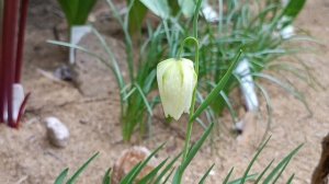 Рябчик/ Фритиллярия /Fritillaria Сорта и виды, которые растут в моем саду