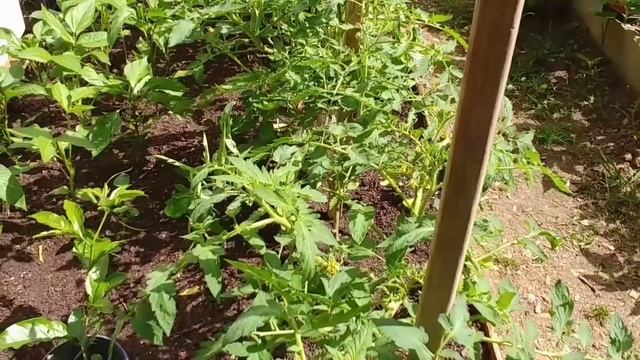 Garden Insect and Pest Control
