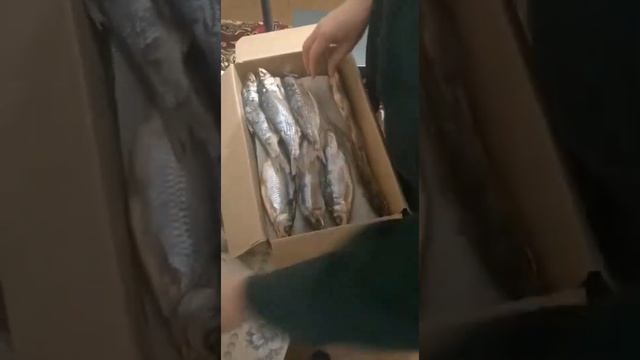 Вобла Судак! Москва встречай посылку. смотреть онлайн