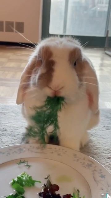 МИЛЫЕ И СМЕШНЫЕ КРОЛИКИ 🐰 ЗАЙКИ ПОПРЫГАЙКИ #ЗВЕРОЛИКИ 006 смотреть онлайн