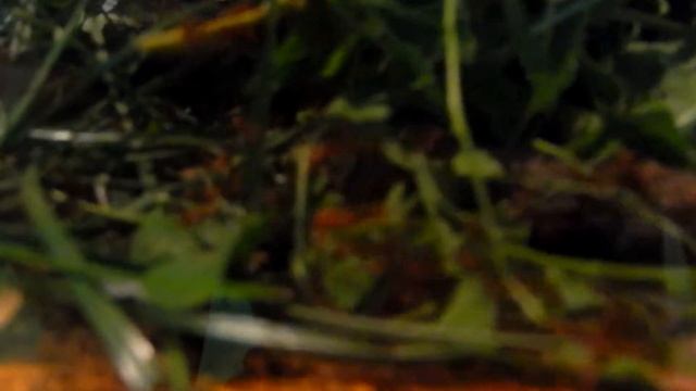 Exotic ants - Atta and Harpegnathos! смотреть онлайн