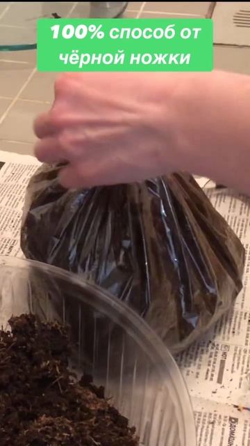 Чёрной ножки и вредителей у вас не будет! Проверено!#shorts смотреть онлайн