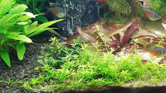 Видаляю людвігію суперред підстригаю хеміантус та дещо з AliExpress