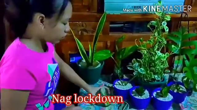 HOW TO PROPAGATE SNAKE PLANT IN WATER// Gene miles смотреть онлайн