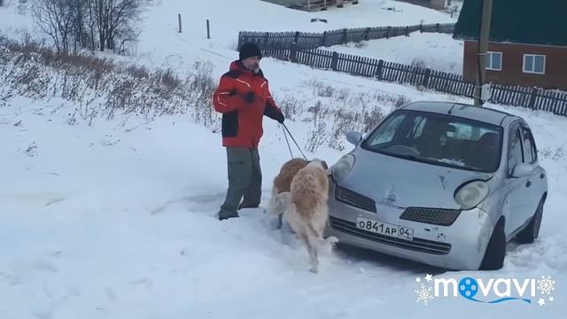 #Русскаяпсоваяборзая #Прогулка 
#БорзаявГорномАлтае