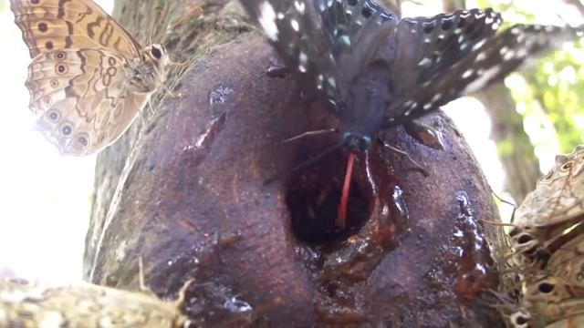 食事中のオオムラサキ(Callicarpa japonica) смотреть онлайн