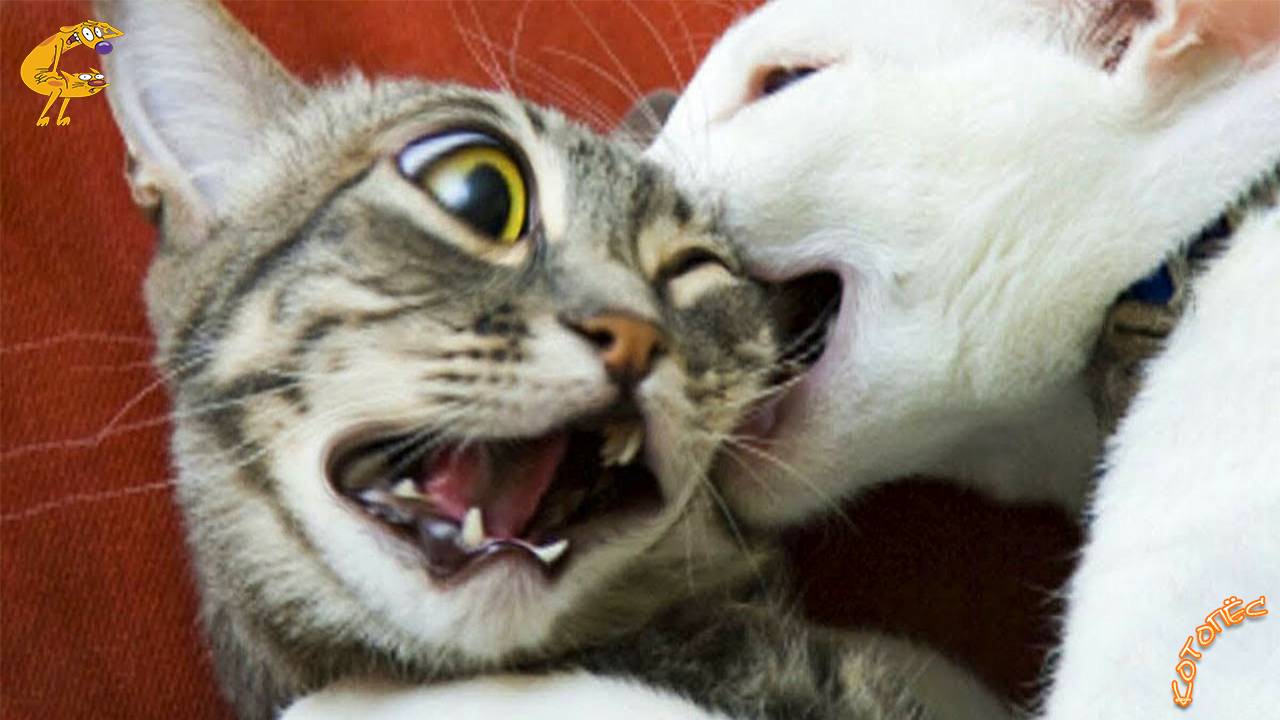 Смешные Коты и Собаки Лучшие Приколы с Животными 18