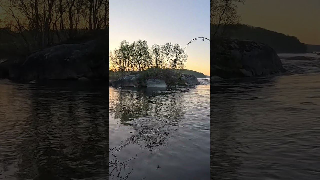 Последняя ночная форель на реке #рыбалка