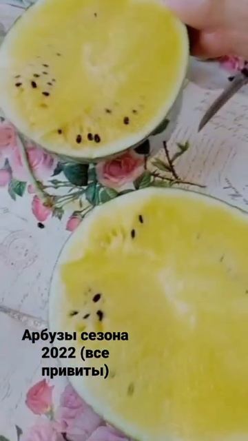 Вот такой урожай арбузов получилось вырастить в Татарстане,Тукаевский район. смотреть онлайн