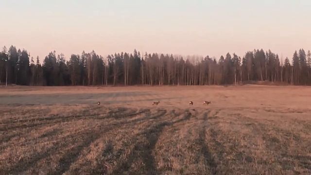 Самоизоляция на даче в ЛО. Фотоохота. Косули смотреть онлайн