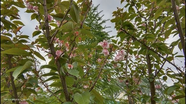 17 - 23 травня 2023 року. Весняна веломандрівка. Дубно Острог Рівно Луцьк. Друга серія. смотреть онлайн