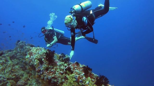 Топовые места для дайвинга на Мальдивах #океан #marine #ocean #scubadiving #путешествия #maldives смотреть онлайн