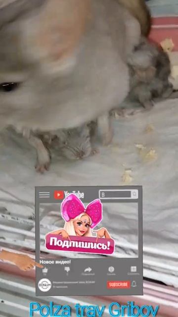 Сюрприз 1 апреля, крохи шиншиллята, весёлыми будут 😁 смотреть онлайн