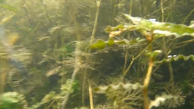 Ахтуба под водой июль 2014 смотреть онлайн