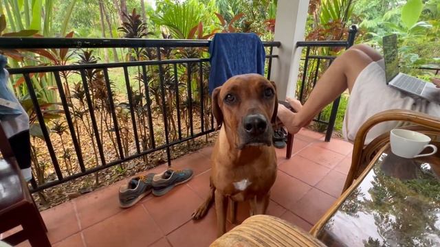 ОБЖИВАЕМСЯ в Сиемреап Камбоджа смотреть онлайн