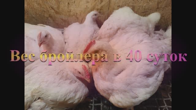 Вес бройлера Росс308 в 40 суток