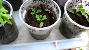 Детерминантные помидоры 24 апреля