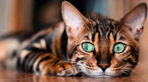 Кошечки