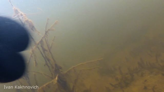 в поисках карпа смотреть онлайн