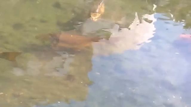 Limak Limra International Hotels & Resort Kemer Kiris / Лимра Территория отеля / 3часть смотреть онлайн