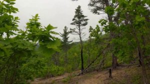 07.06.2024. Приморский край, Лазовский район. Прогулка в бухту Ежовая