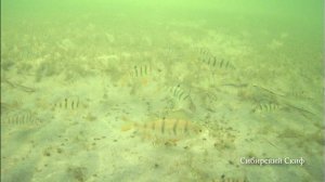 Реакция Окуня на Мормыш Гаммарус