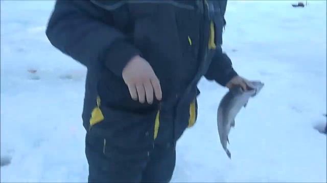 Утро на спорт зоне порадовало обилием поклёвок и поимок форели на актив. Клёвое место лосиный остро смотреть онлайн