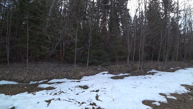 Походик в лес 22 апреля 2025 смотреть онлайн