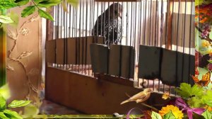 Утро скворца    --  вот такой пират живет у нас))