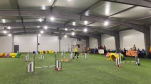 19.06.2022 Кубок всех пород Джампинг Опен / Jumping open