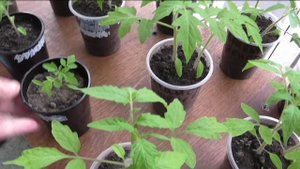 Индетерминантные помидоры 24 апреля