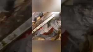 Страшные кадры из Нижнего Новгорода: семья живодёров убивала и мучала животных у себя в квартире