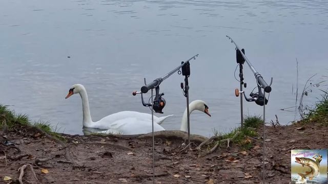 Рыбалка в Германии. 10.2021 пришли гости. смотреть онлайн