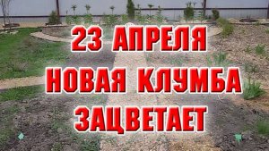 23 апреля. Новая клумба зацветает