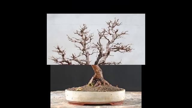 ACER CIRCINATUM: Vine Maple Bonsai #18 смотреть онлайн
