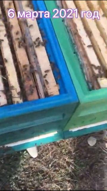 ШЕСТИРАМОЧНИК ППУ МАГАС ЗИМОВКА смотреть онлайн