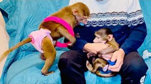 У Влада теперь СВОЙ ЦИРК, Люська нашла себе хулахуп, а Степка пытается его отобр