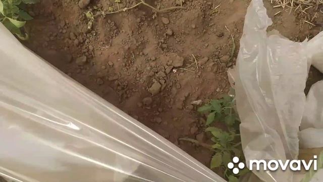 Дела тепличные, мало места. смотреть онлайн