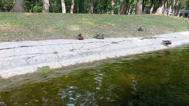 Путешествуем на катамаране в парке Гагарина Самара смотреть онлайн