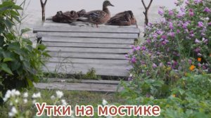 Утки на мостике