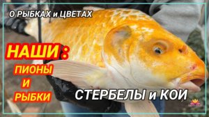 О наших пионах и рыбах / Сад Ворошиловой