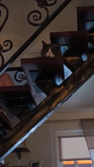 #супер#котик#рекомендации# смотреть онлайн