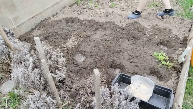 Когда высаживать капусту в открытый грунт рассадой
