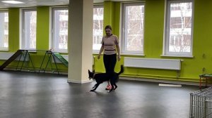 Бордер Колли Брина & Света Тимошина: Секреты дрессировки